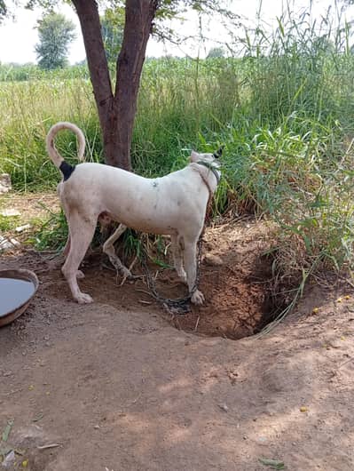 gultair dog