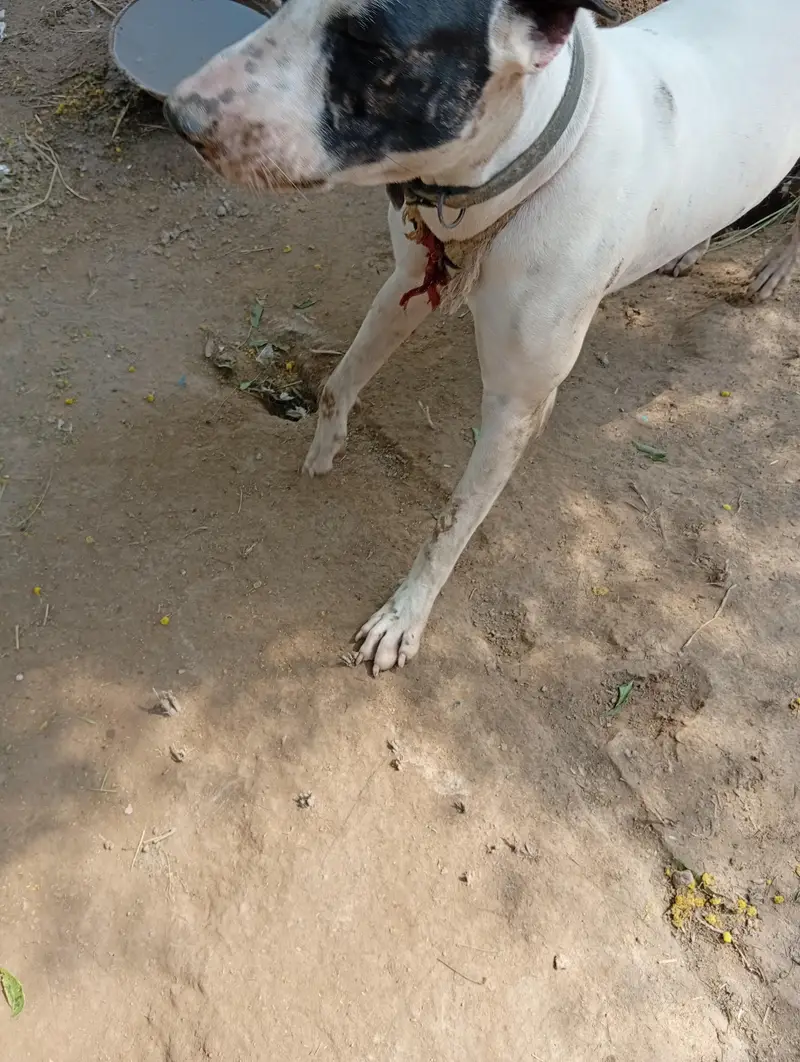 gultair dog — photo 2