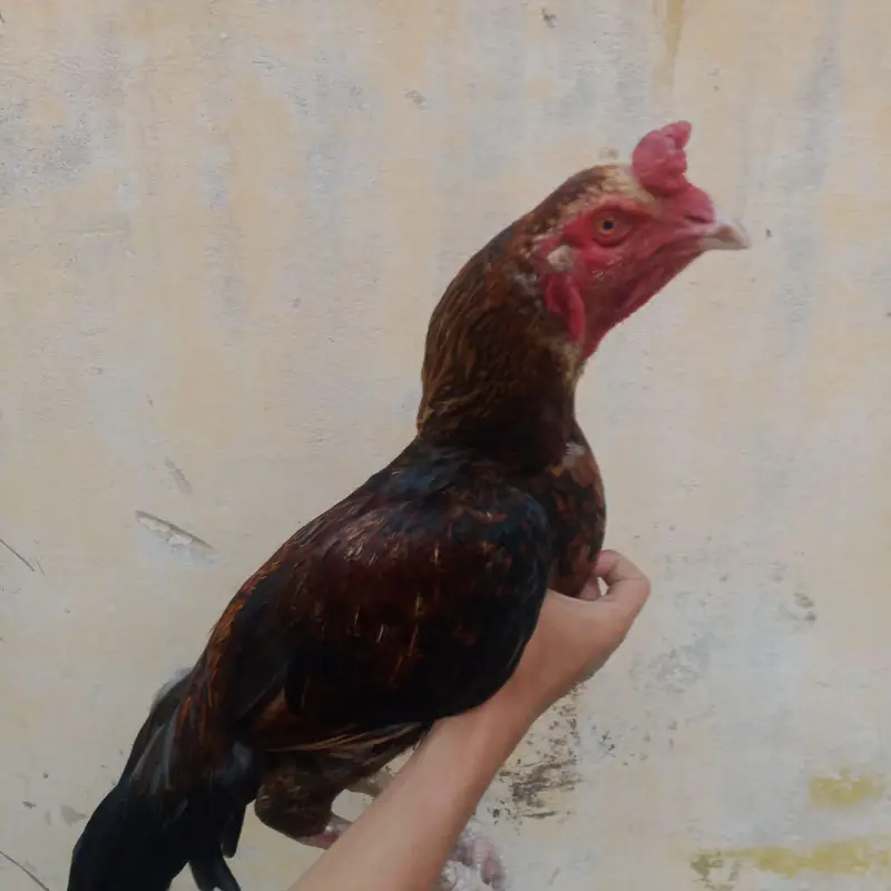 Aseel murga — photo 2
