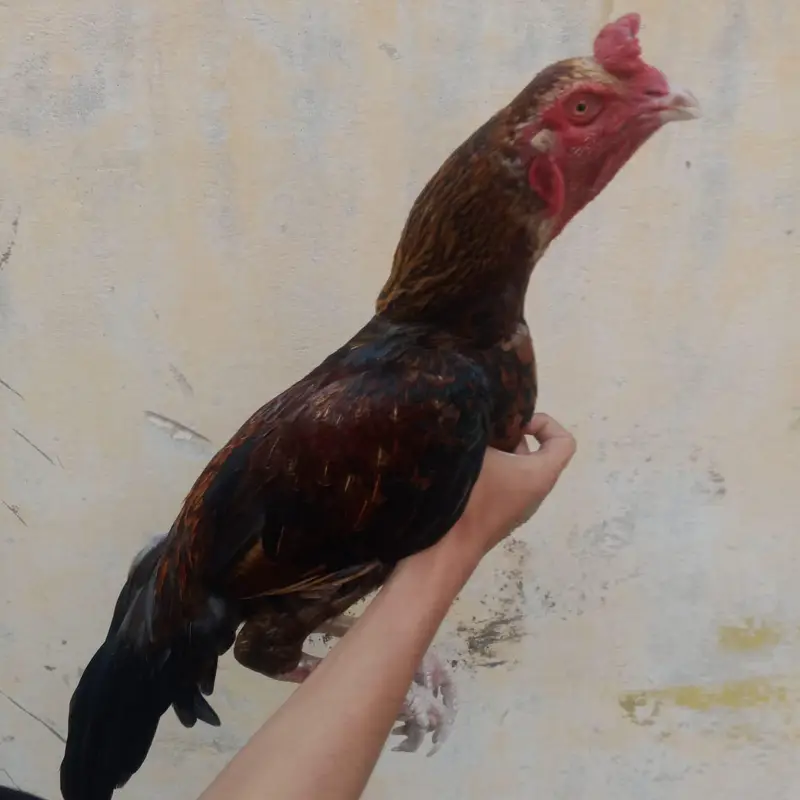 Aseel murga — photo 3