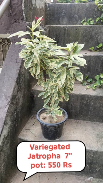 Plants for sale