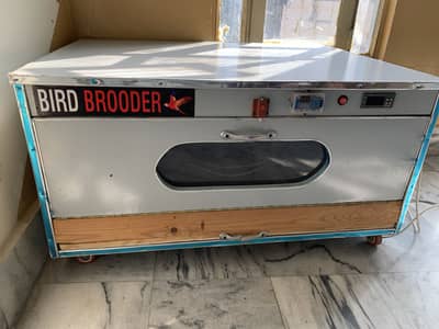 Chicks Brooder 50 to 60 chicks
