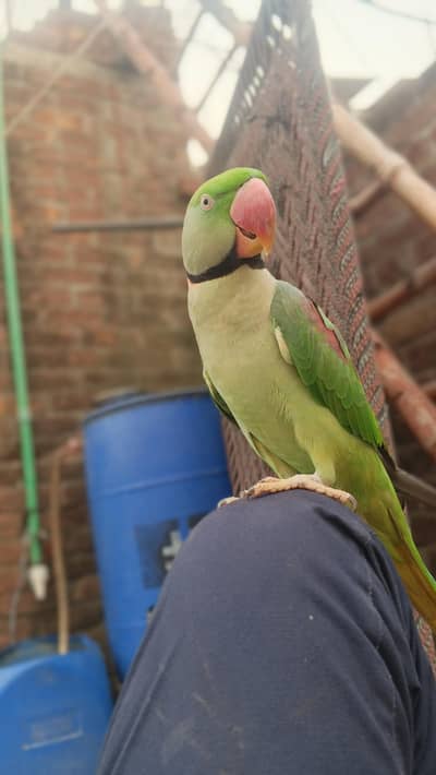 full tame