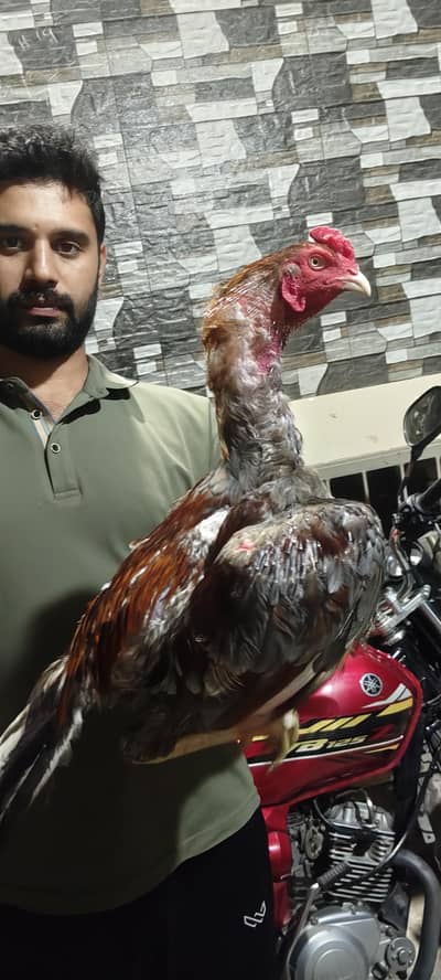 Quality guaranteed Aseel/Burmi/Thai/Dragon  Chicks Available