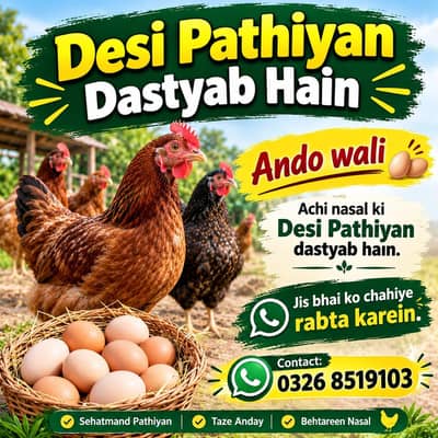 Desi misri murgiya dastyab han jis NY Lani ha rabta kry 03268519103
