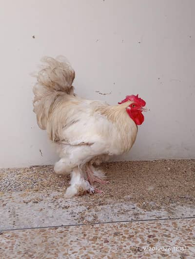 Fancy cochin rooster