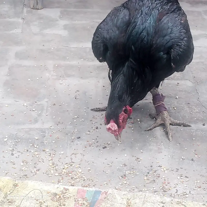 Aseel murga murgi black — photo 2