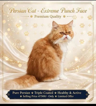 PERSIAN MALE PEKI PUNCH FACE