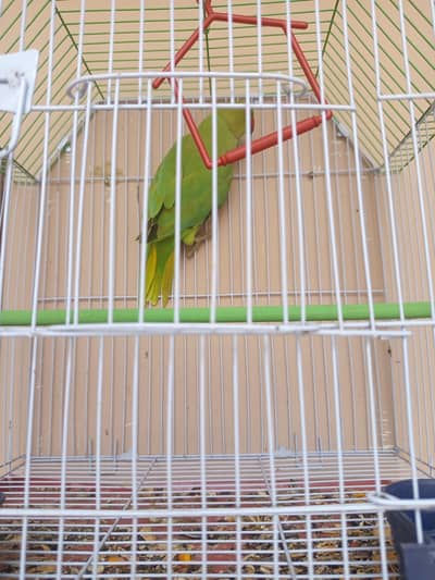 Green parrot