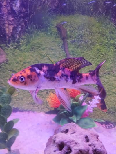 2 fish sale