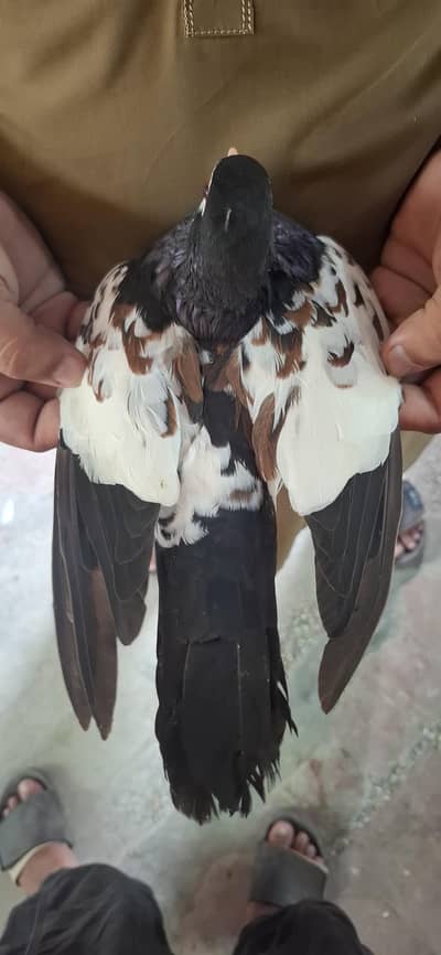 khal guldar breeder pair 03470202431