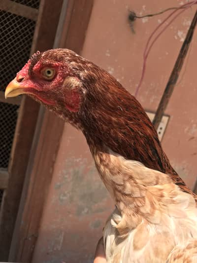 full jumbo size murgi h,morgi female