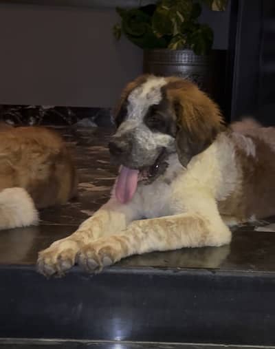 Saint bernad pair beautiful