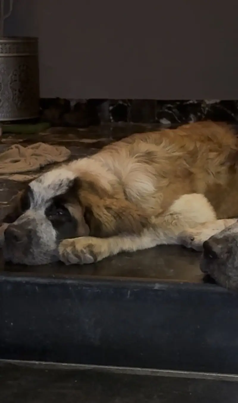 Saint bernad pair beautiful — photo 2