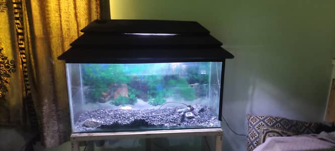 Fish Aquarium