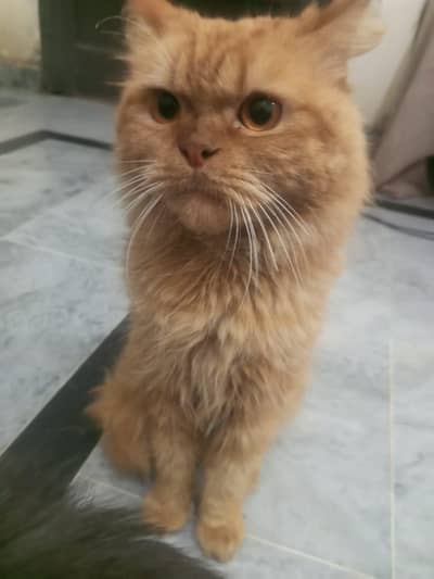 cats for sale