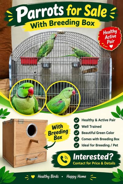 kashmiri bahadi parrot's pair