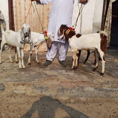 sadka nayaz gosht ya qurbani k Liye kherry bakry available