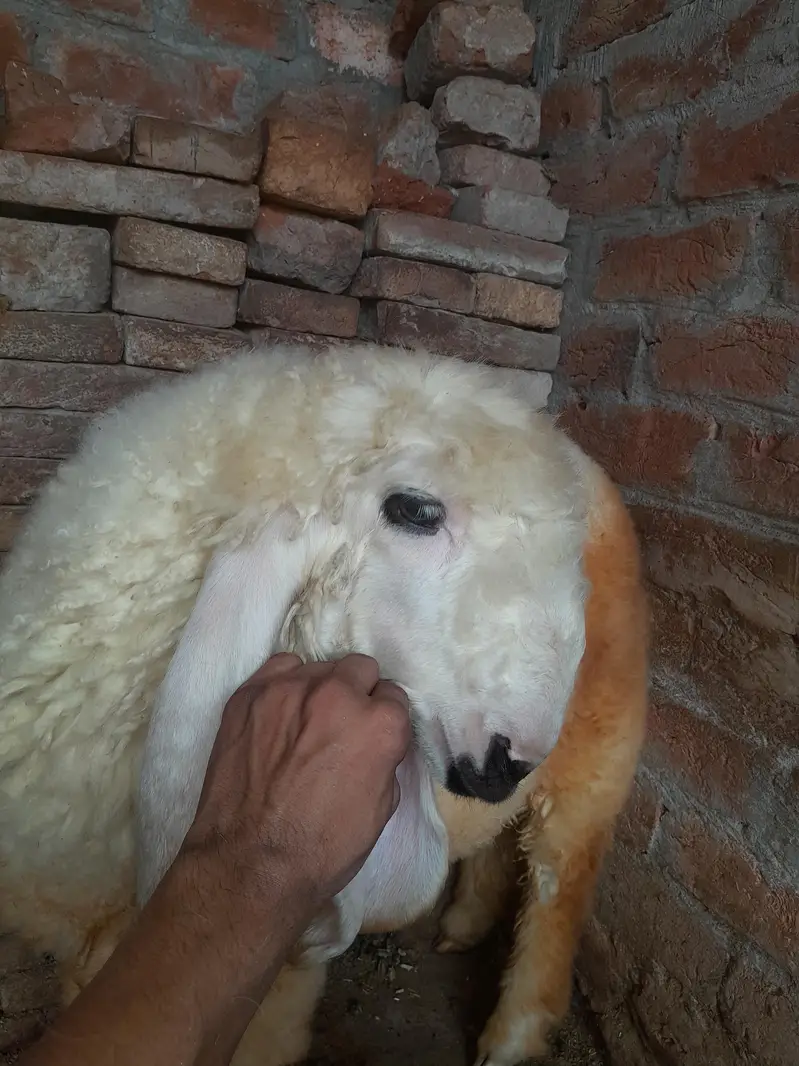 kjla cross ,kjli  gulabe ,kjla ,goat sheep ,3month old