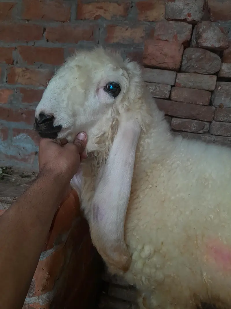kjla cross ,kjli  gulabe ,kjla ,goat sheep ,3month old — photo 2