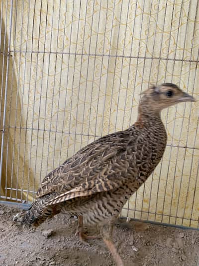 Black breeder female