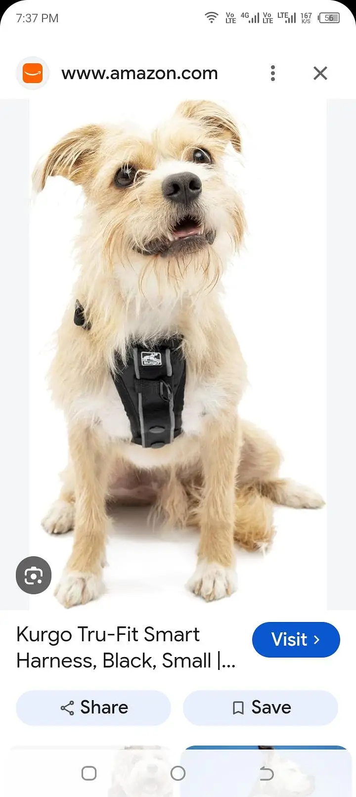 Kurgo try fit smart dog harness — photo 4