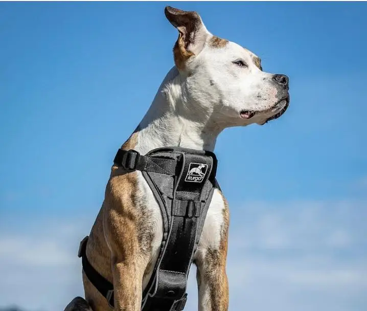 Kurgo try fit smart dog harness — photo 5