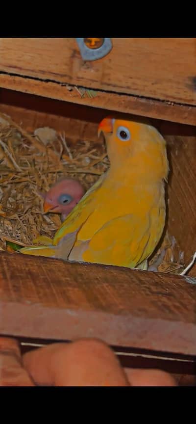 fully breeder pairs
