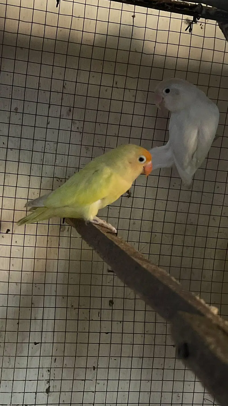 fully breeder pairs — photo 5