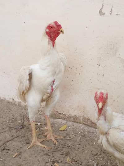 Aseel shamo white healthy hens
