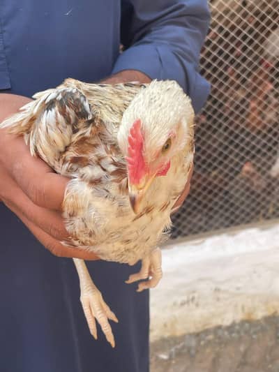 Golden misri male chicken _3 month