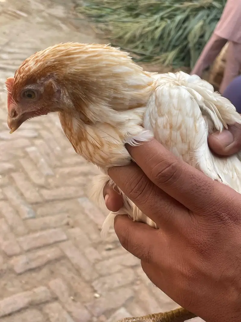 Golden misri male chicken _3 month — photo 3