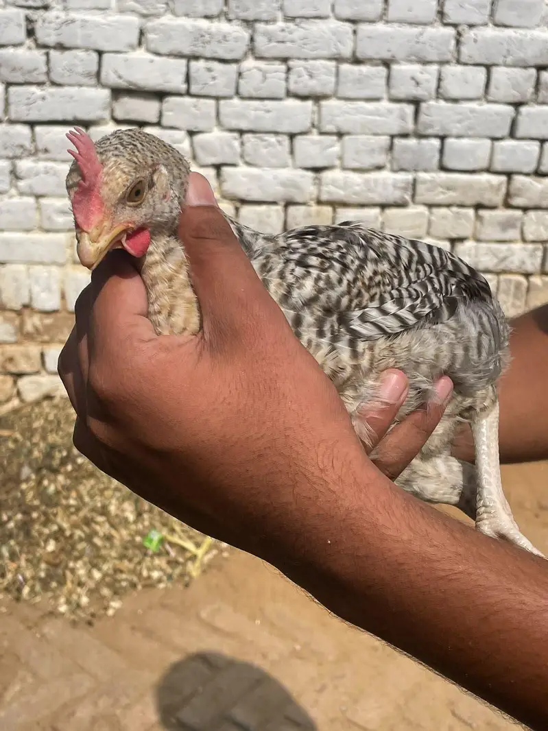 Golden misri male chicken _3 month — photo 4