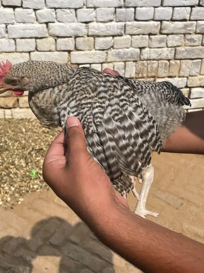 Golden misri male chicken _3 month — photo 5