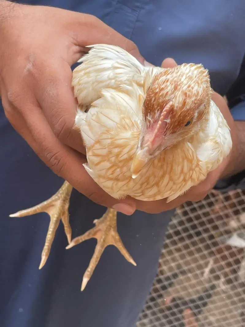 Golden misri male chicken _3 month — photo 6