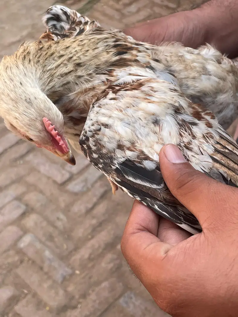 Golden misri male chicken _3 month — photo 7