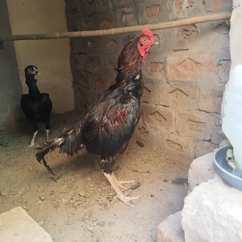 aseel/male/female/murga/murgi/hen/eggs — photo 2