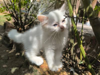 Persion white kitten
