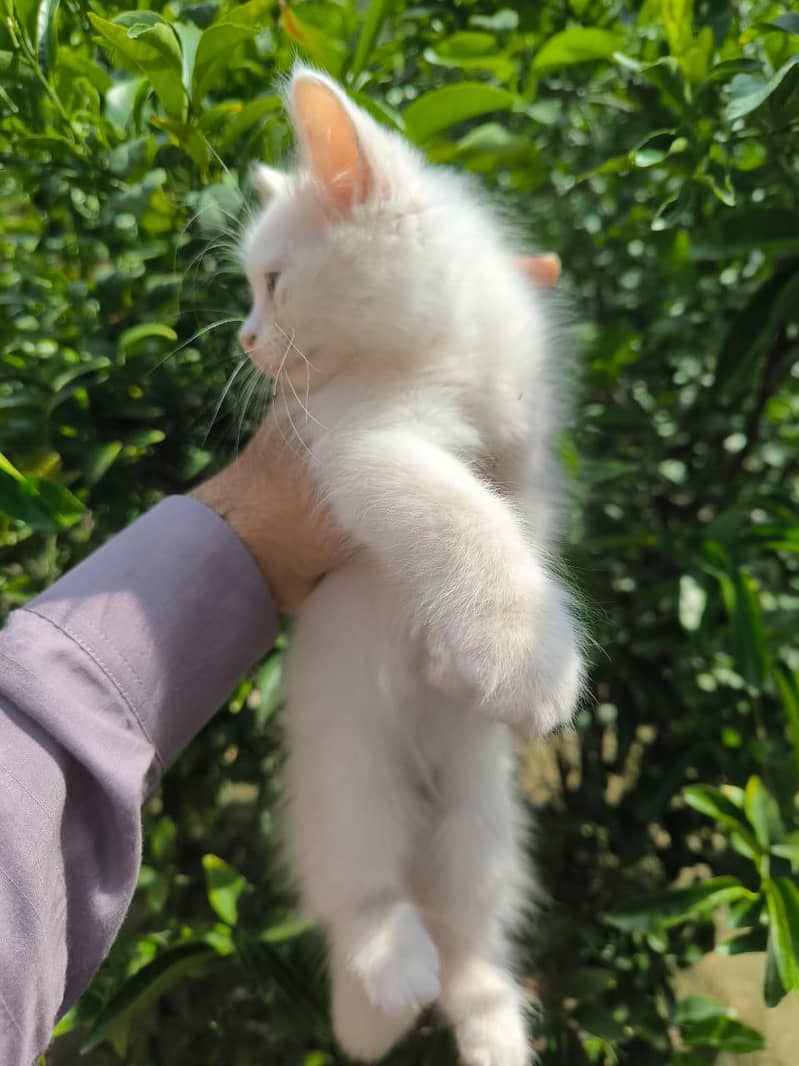 Persion white kitten 2