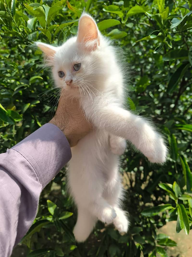 Persion white kitten 3