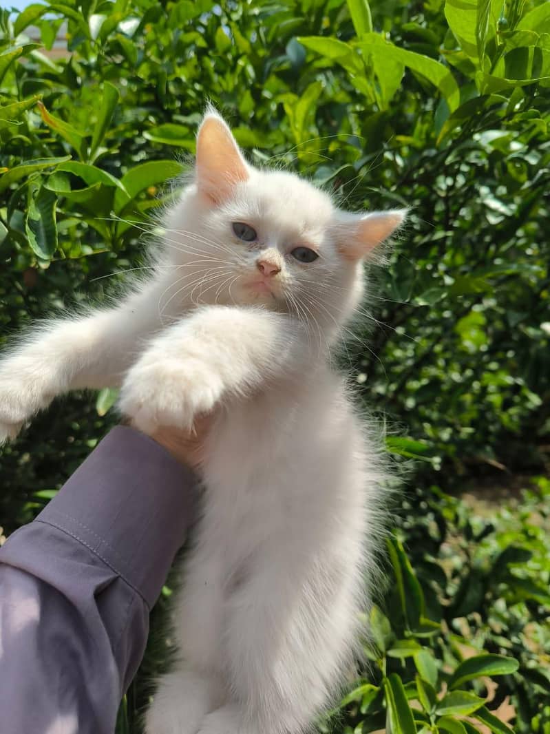 Persion white kitten 4
