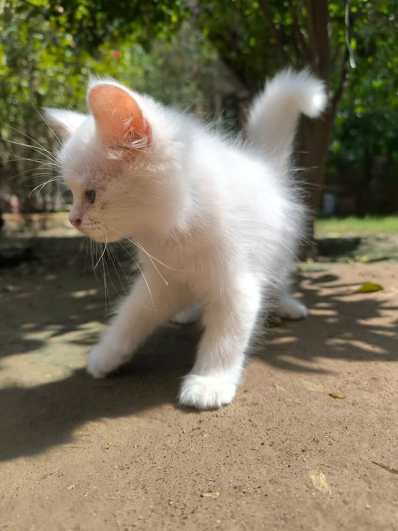 Persion white kitten 5