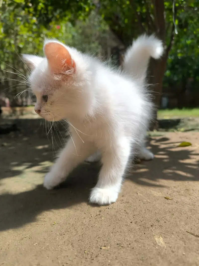 Persion white kitten — photo 6