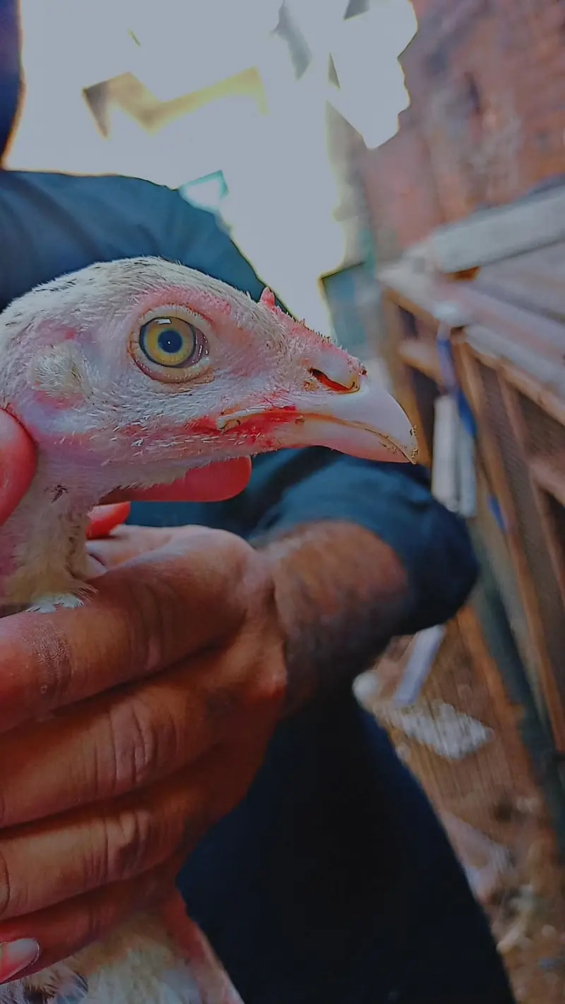 HIGH QUALITY  CHICKS #2 Aseel HEN eggs lying 3 hens — photo 3