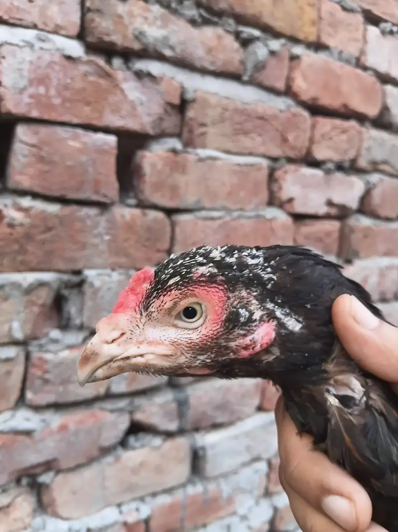 HIGH QUALITY  CHICKS #2 Aseel HEN eggs lying 3 hens — photo 7