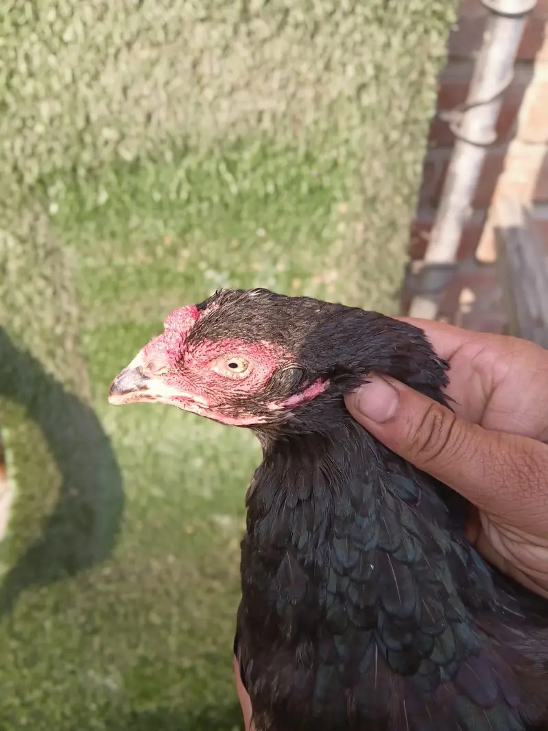 HIGH QUALITY  CHICKS #2 Aseel HEN eggs lying 3 hens — photo 9