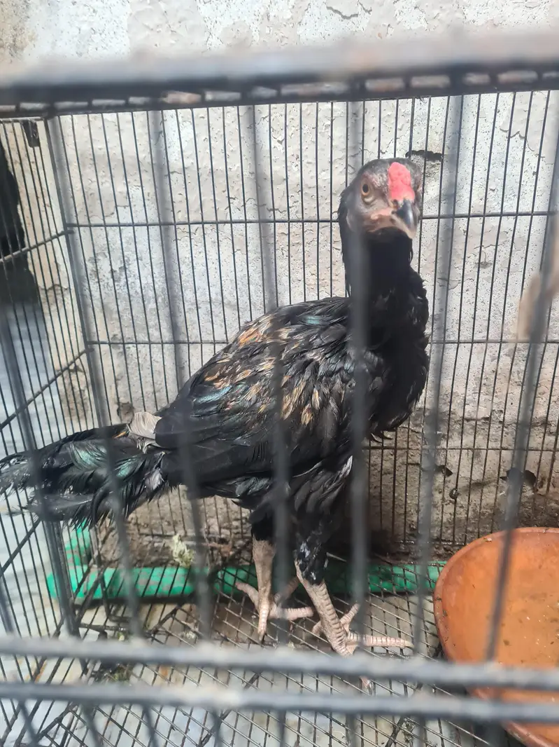 aseel pair — photo 5