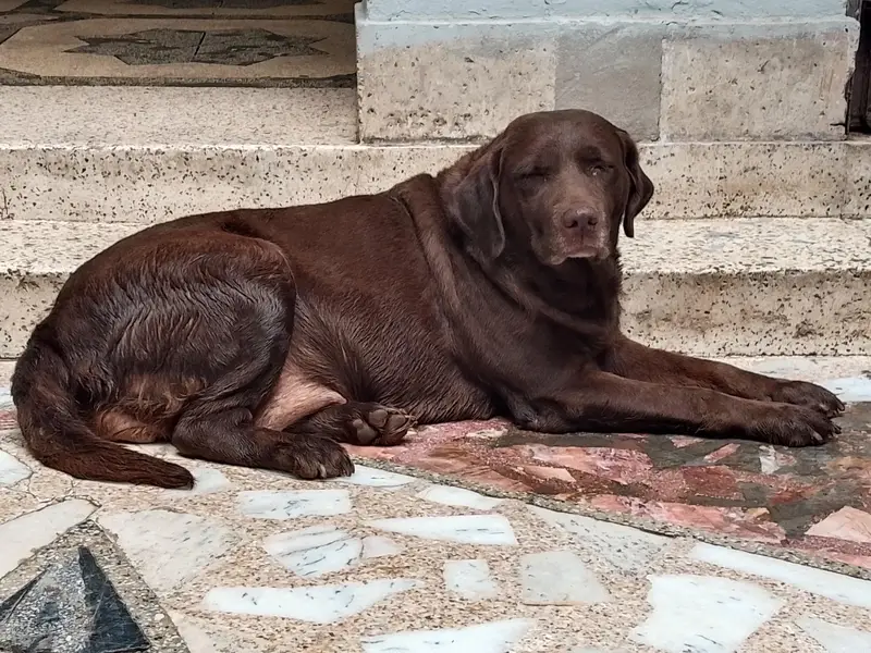 contact number:03054002974Labrador dog female chocolate color — photo 3