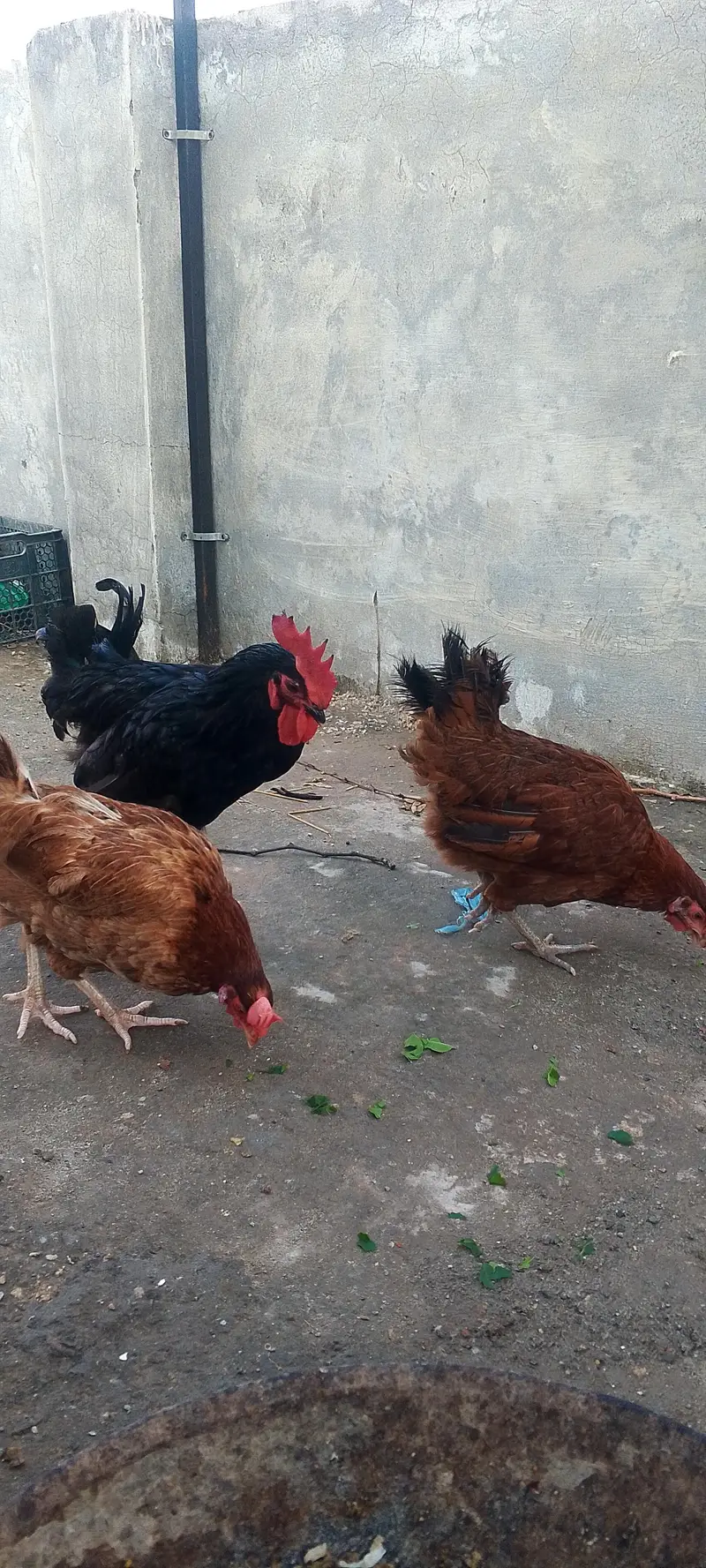 2 golden misri hens — photo 3