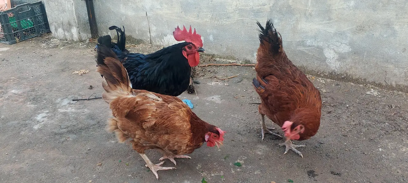 2 golden misri hens — photo 4